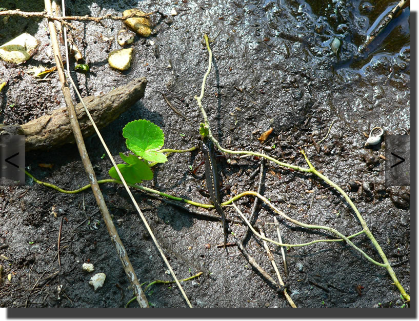 Mesotriton alpestris